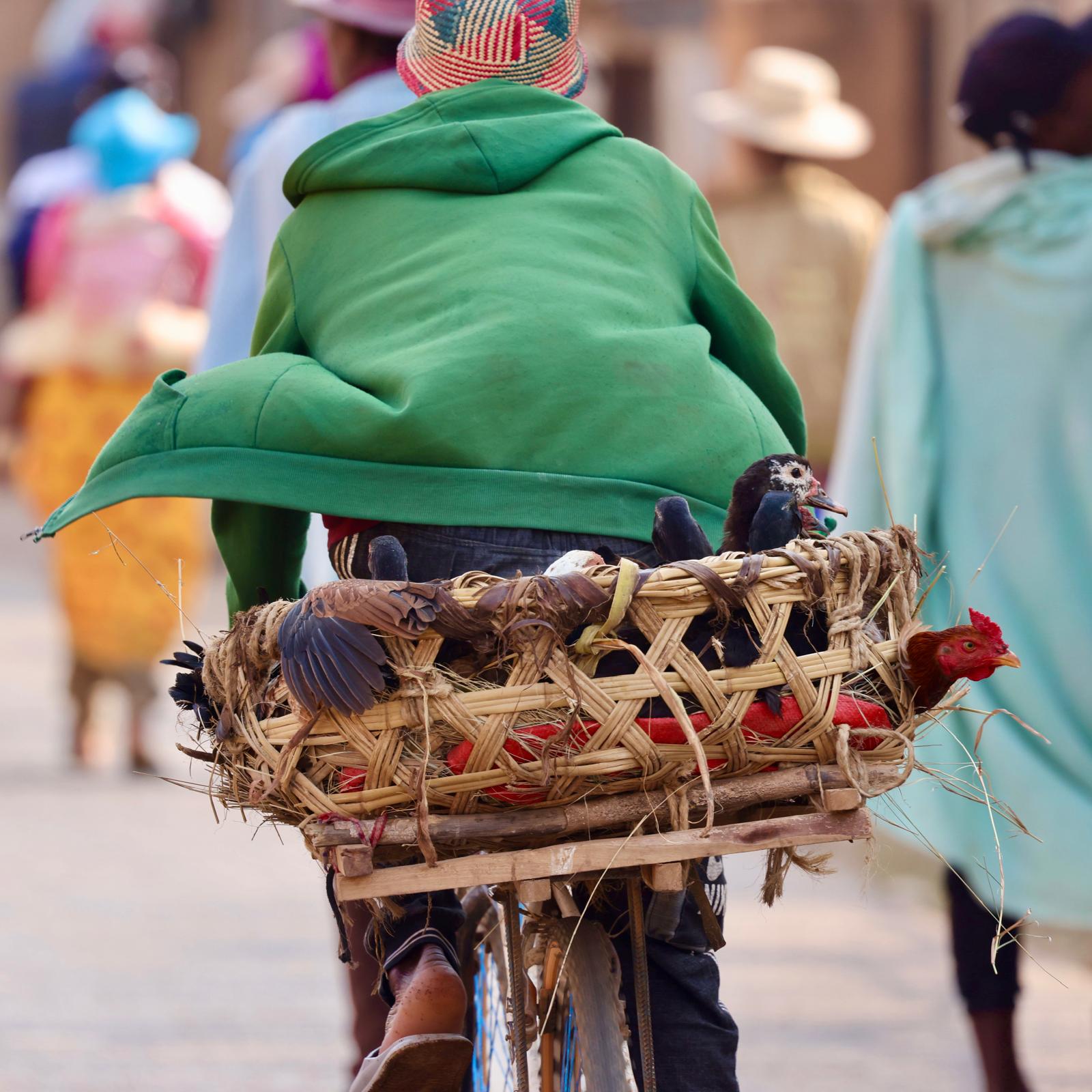 18 - Trasporti eccezionali - Madagascar