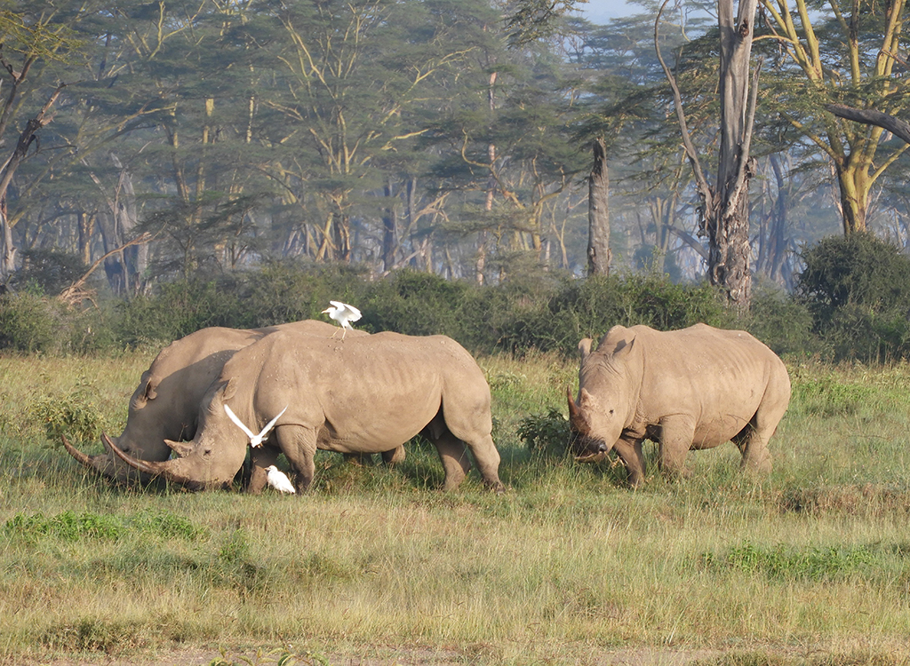 09 - Rinoceronti nel Parco Nazionale del lago Nakuru - Kenya