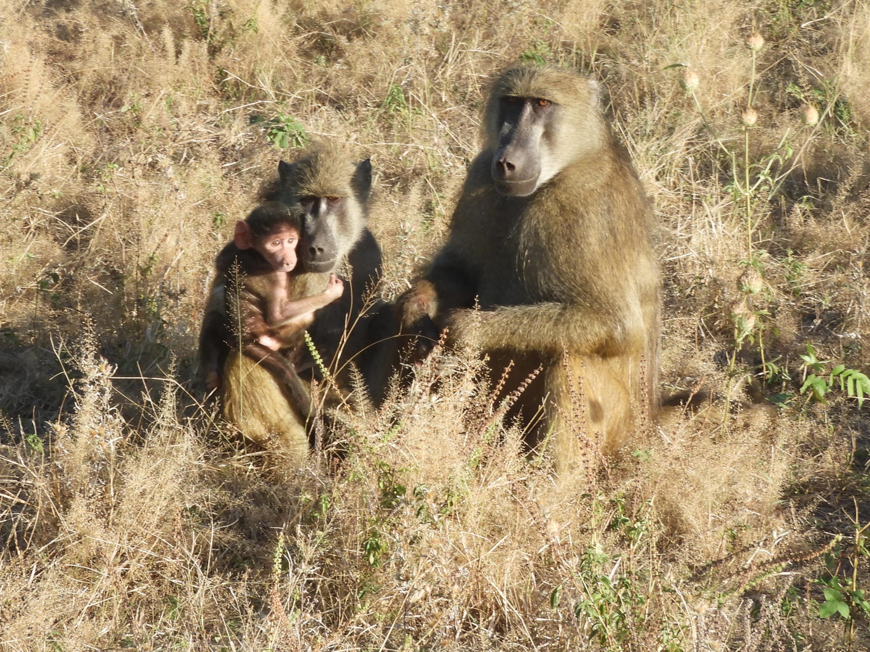Famiglia di babbuini nel Parco Nazionale del Chobe - Botswana