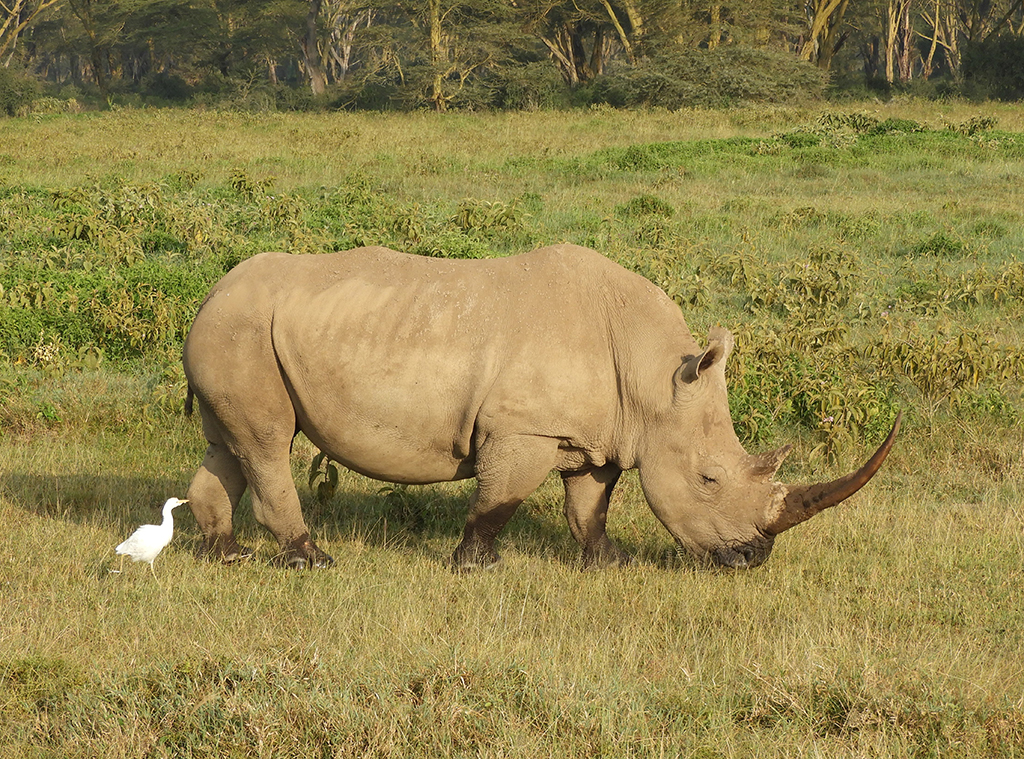 10 - Rinoceronte nel Parco Nazionale del lago Nakuru - Kenya