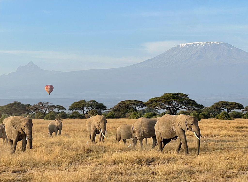 22 - Elefanti sotto il Kilimangiaro nel Parco Nazionale Amboseli - Kenya