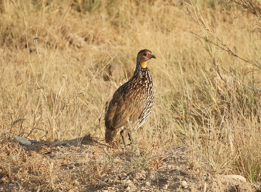 24 - Francolina dal collo giallo nel Parco Nazionale Amboseli - Kenya
