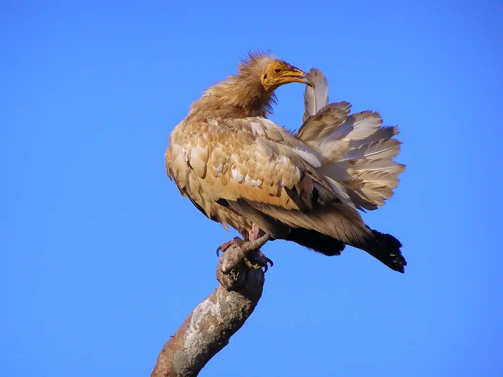 362 - Avvoltoio egiziano capovaccaio nell'isola di Soqotra