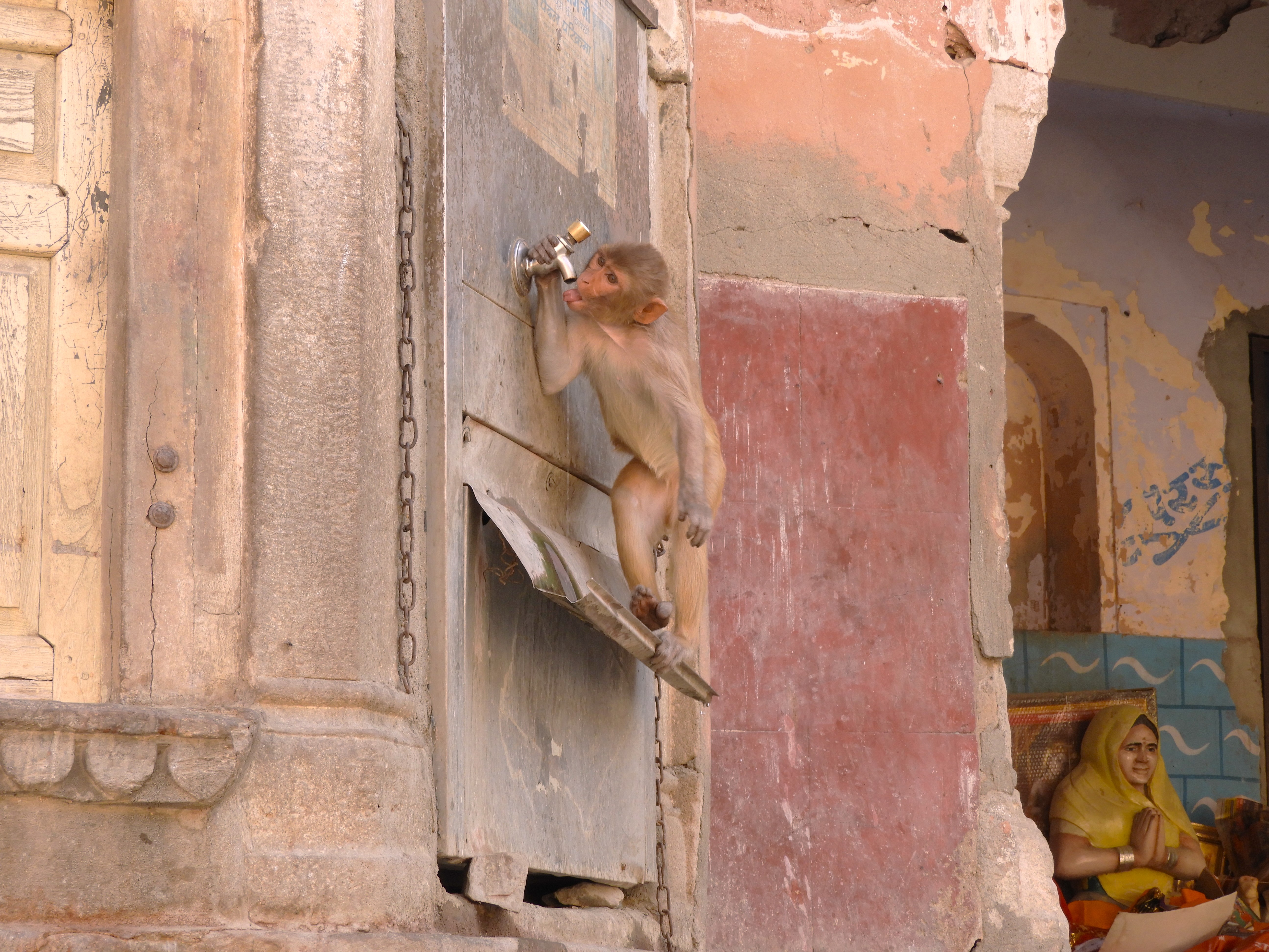 1226 - Macaco presso il Galta Jil - Tempio delle scimmie - India