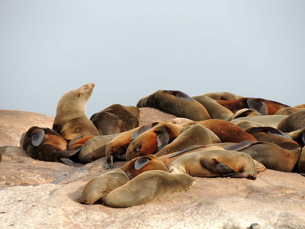 720 - Isola delle foche a Hout Bay nei pressi di CittÃ  del Capo