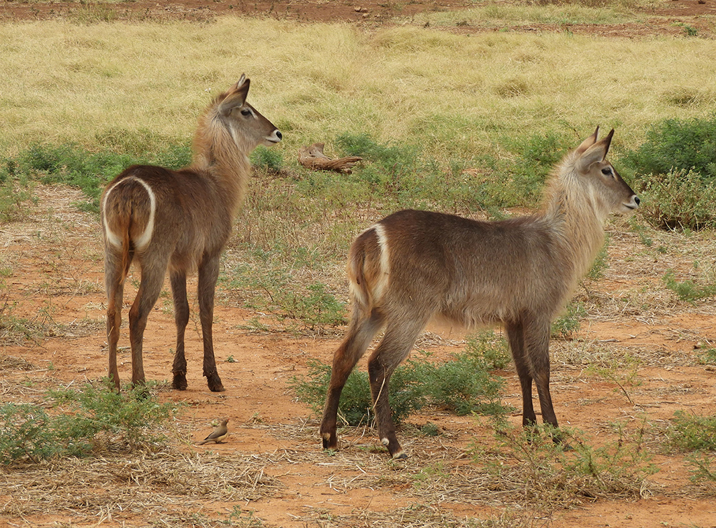 35 - Antilopi d'acqua nel Parco Nazionale Tsavo Est - Kenya