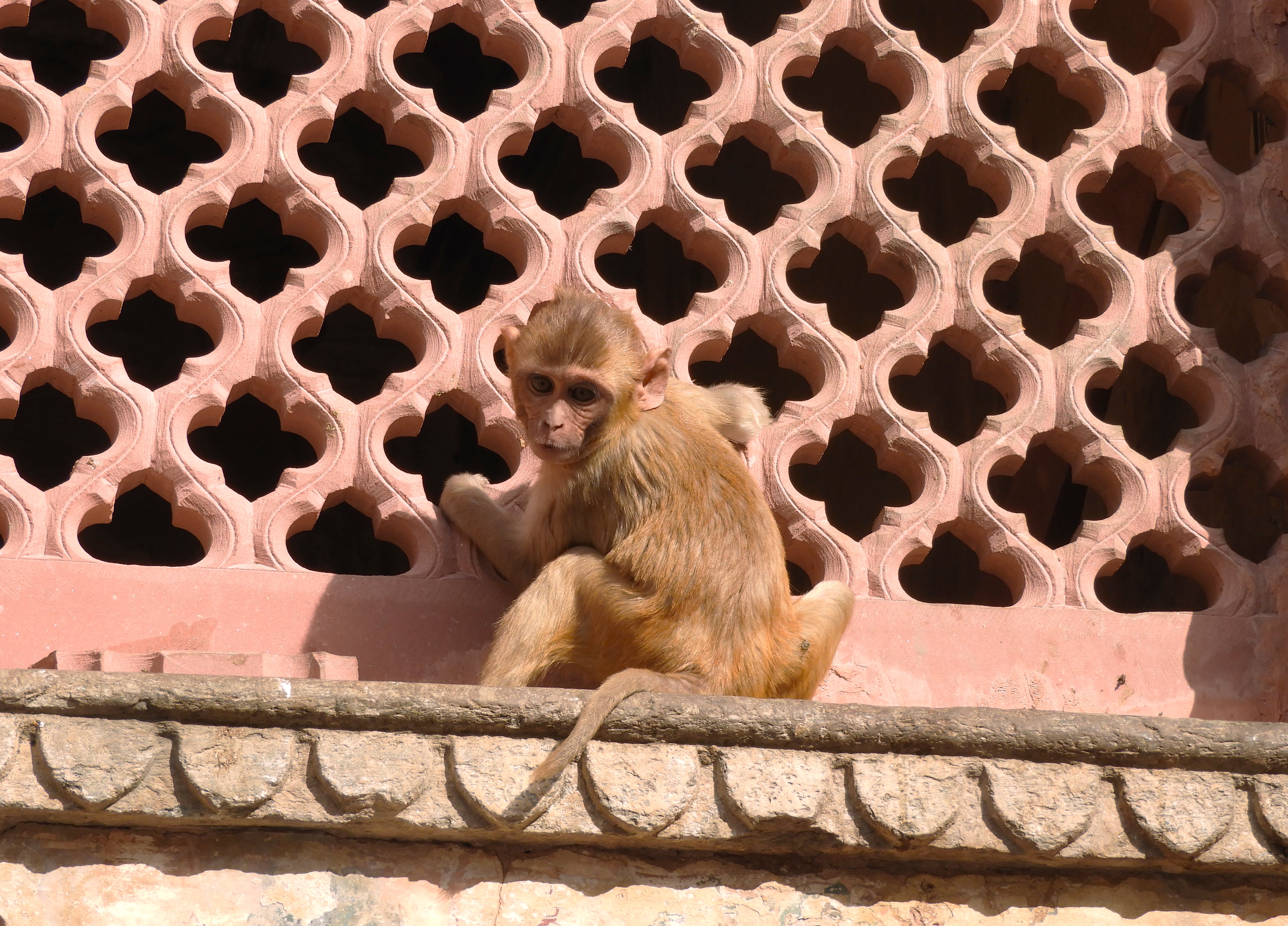 1227 - Macaco presso il Galta Jil - Tempio delle scimmie - India