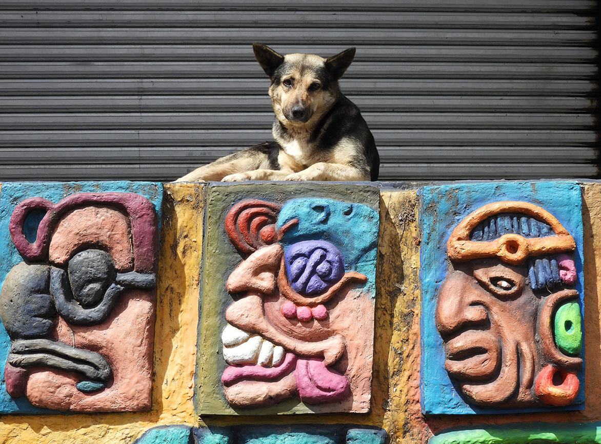 Cane maya ad Atitlan - Guatemala