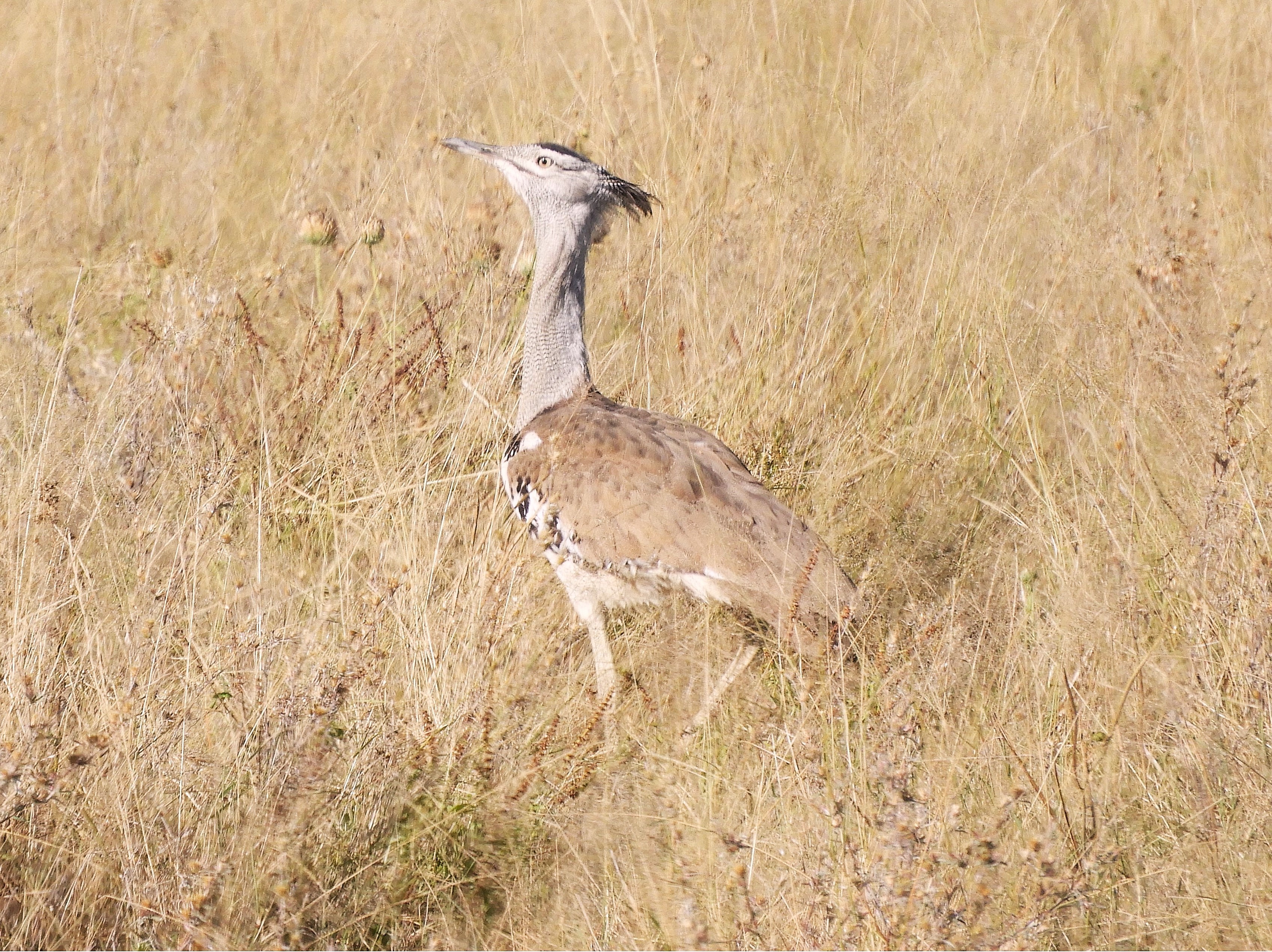 Otarda di Kori nel Parco Nazionale del Chobe - Botswana