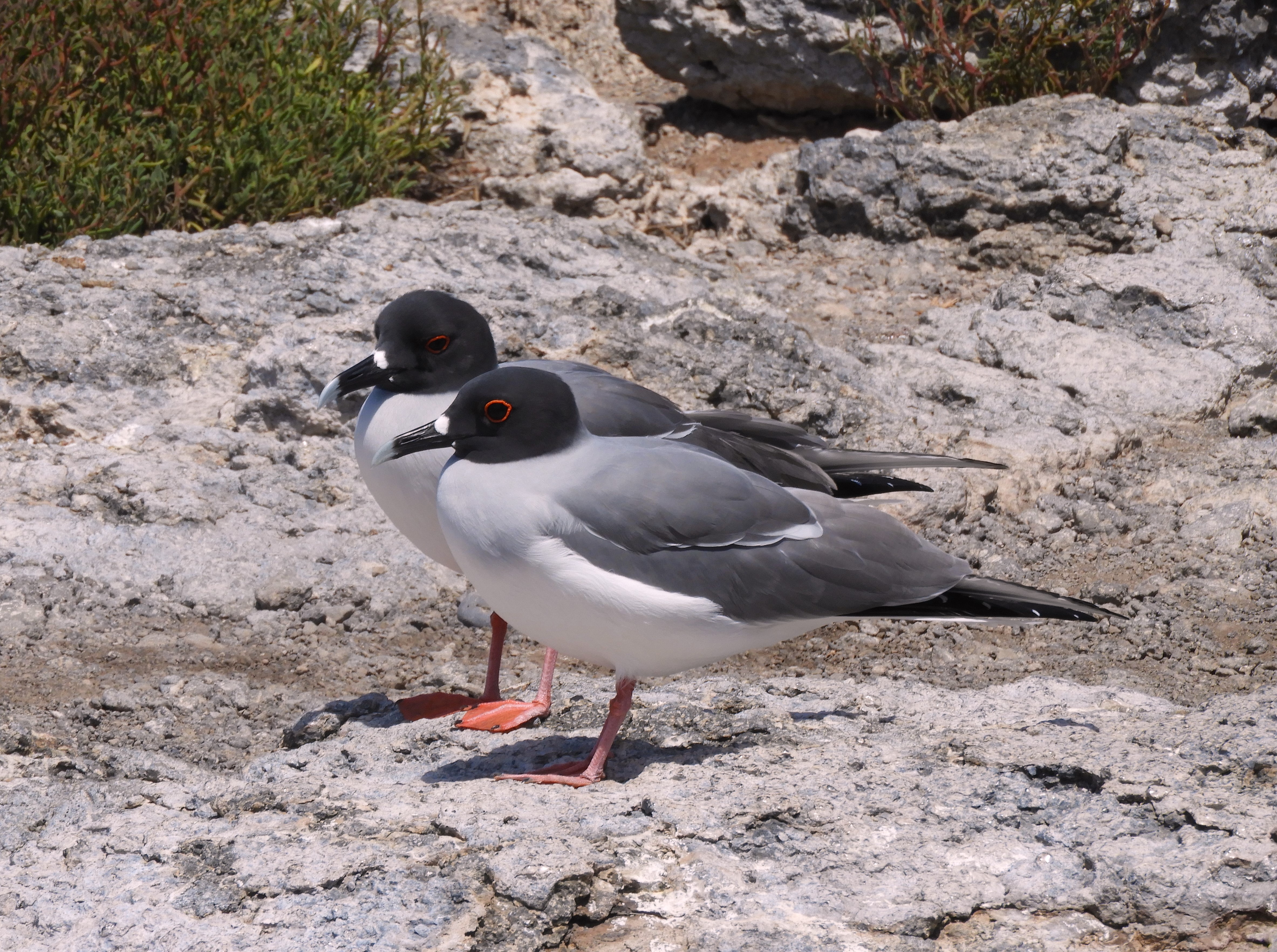 1306 - 036 - Gabbiani dalla coda di rondine delle Galapagos