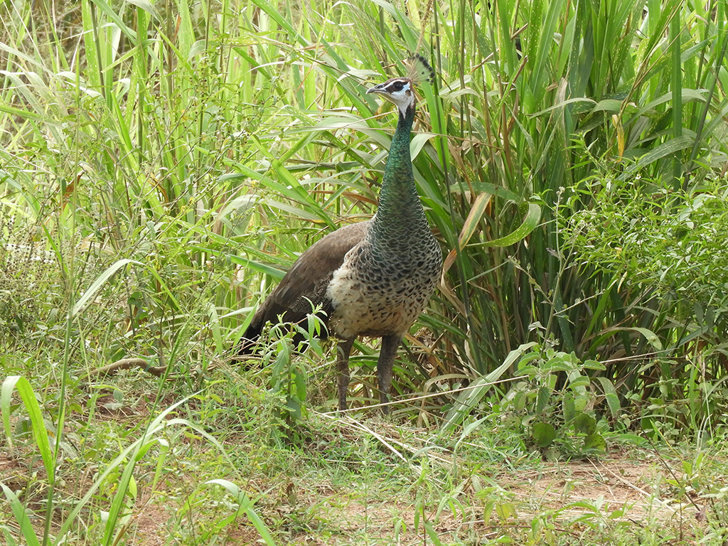 Pavone - Sri Lanka