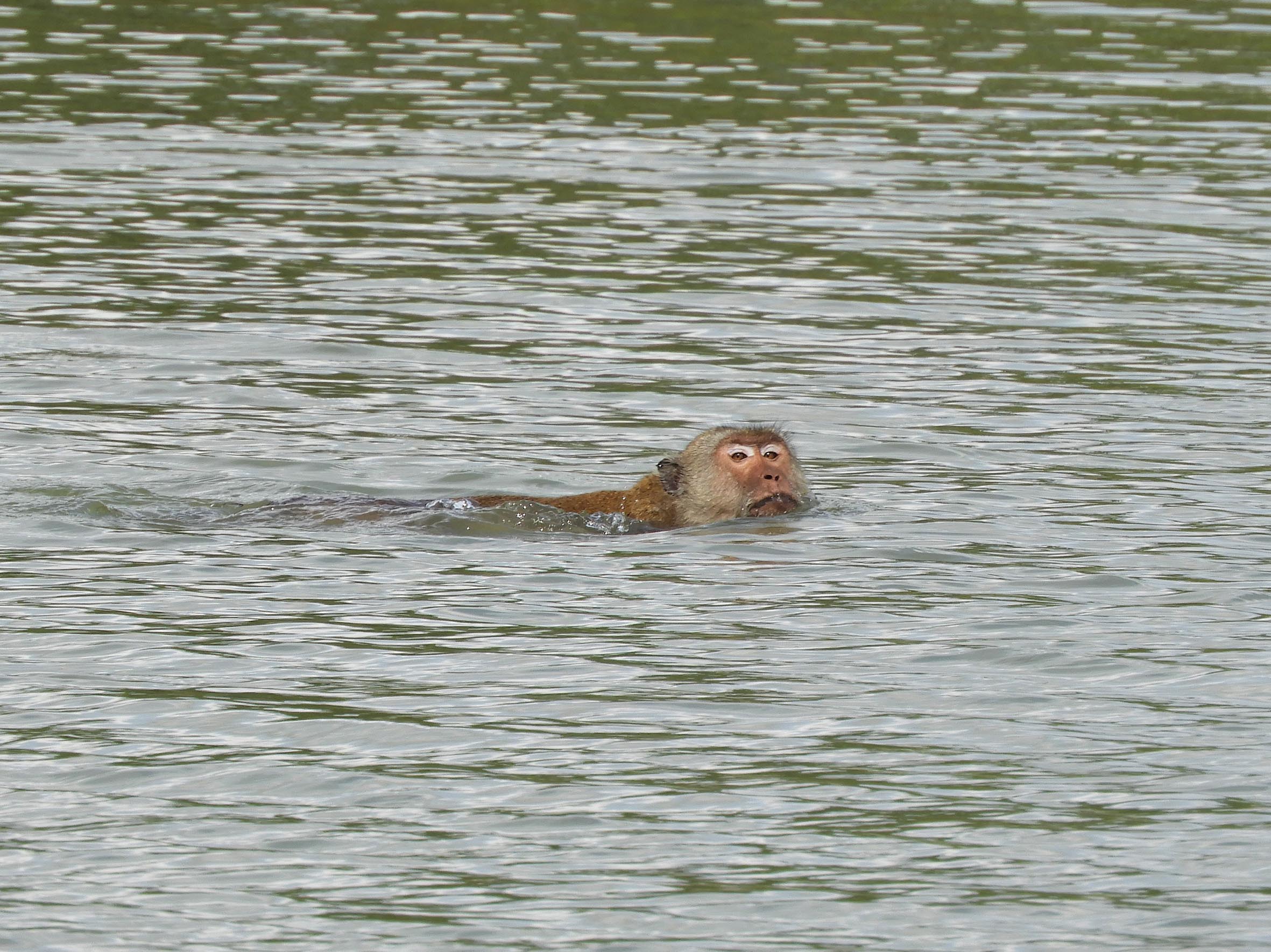 1103 - Macaco in acqua - Thailandia
