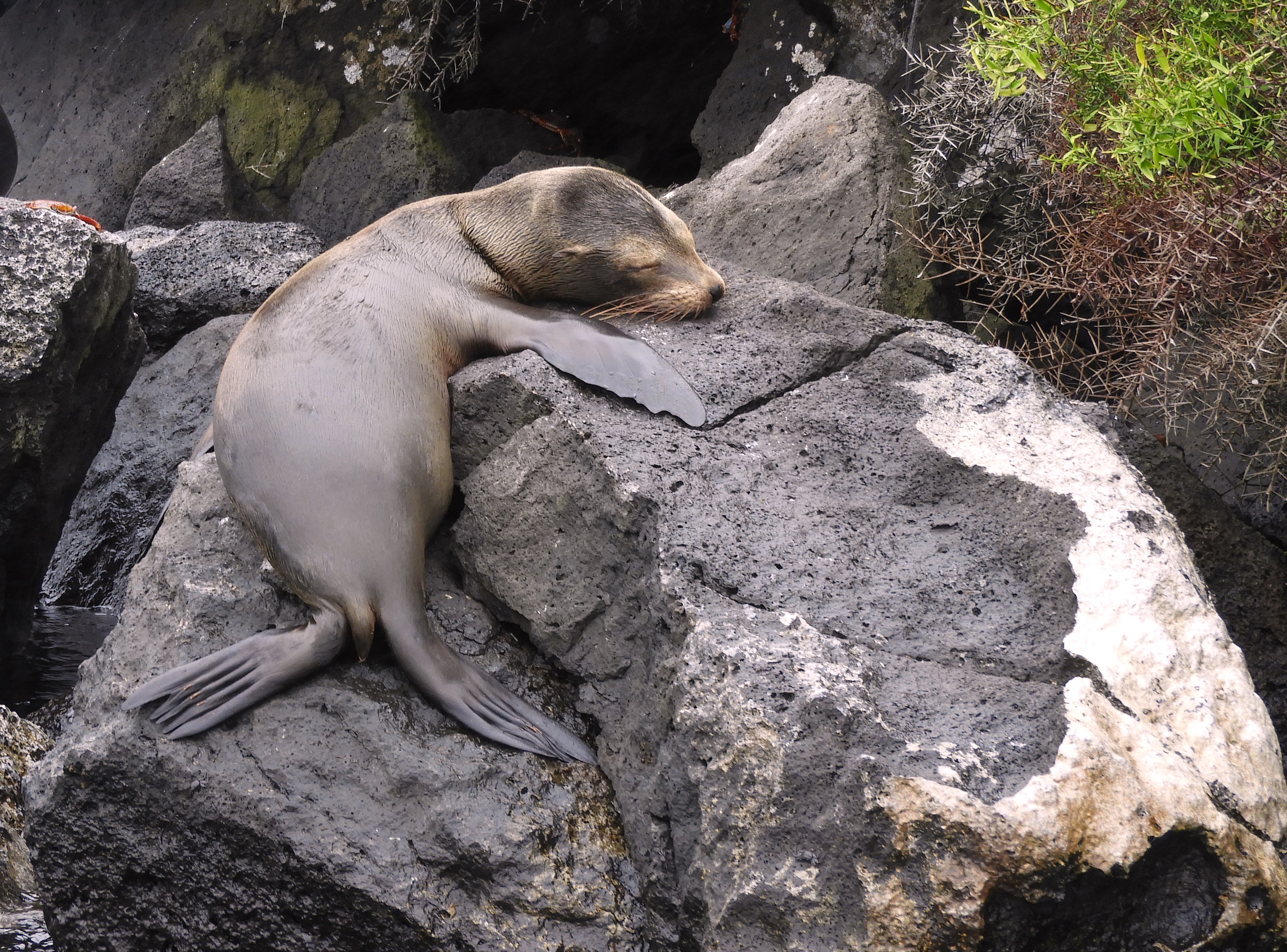 1314 - 044 - Cucciolo di leone marino delle Galapagos