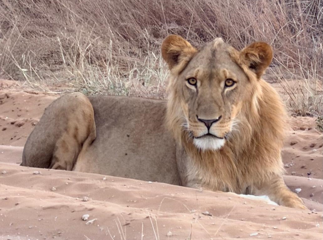 Leone nel Parco Nazionale del Chobe - Botswana