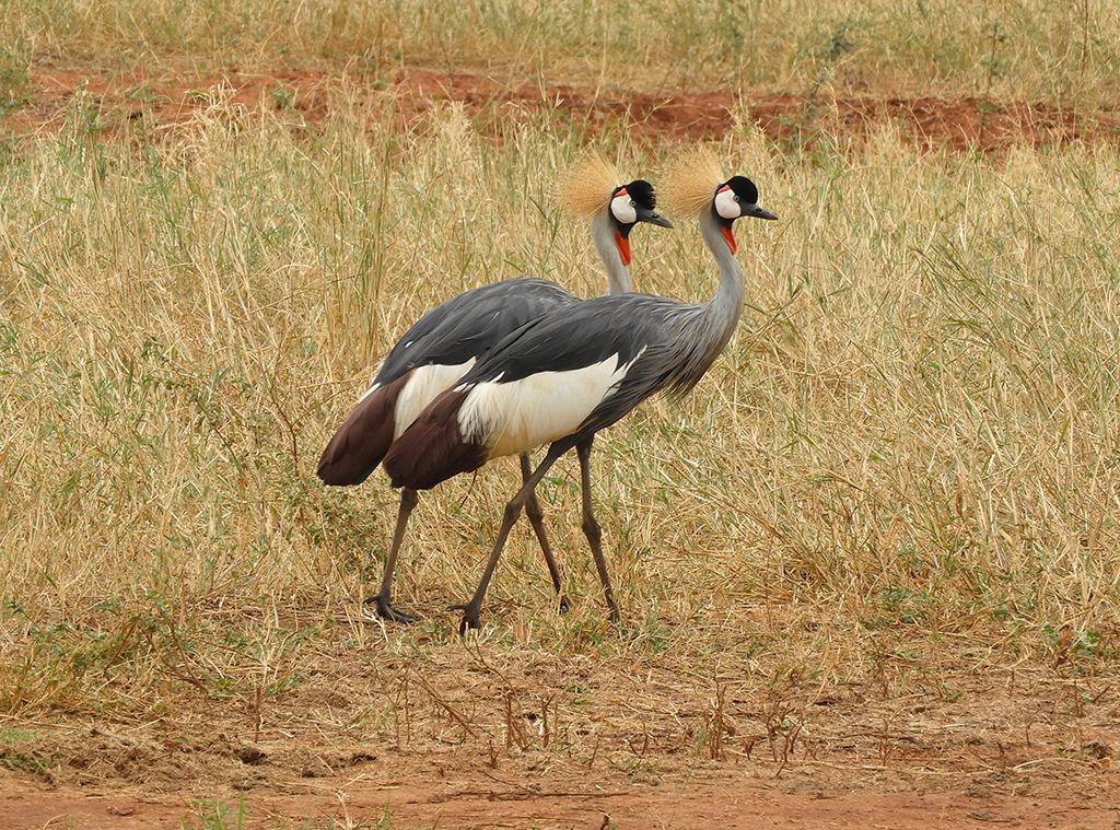36 - Gru coronate nel Parco Nazionale Tsavo Est - Kenya