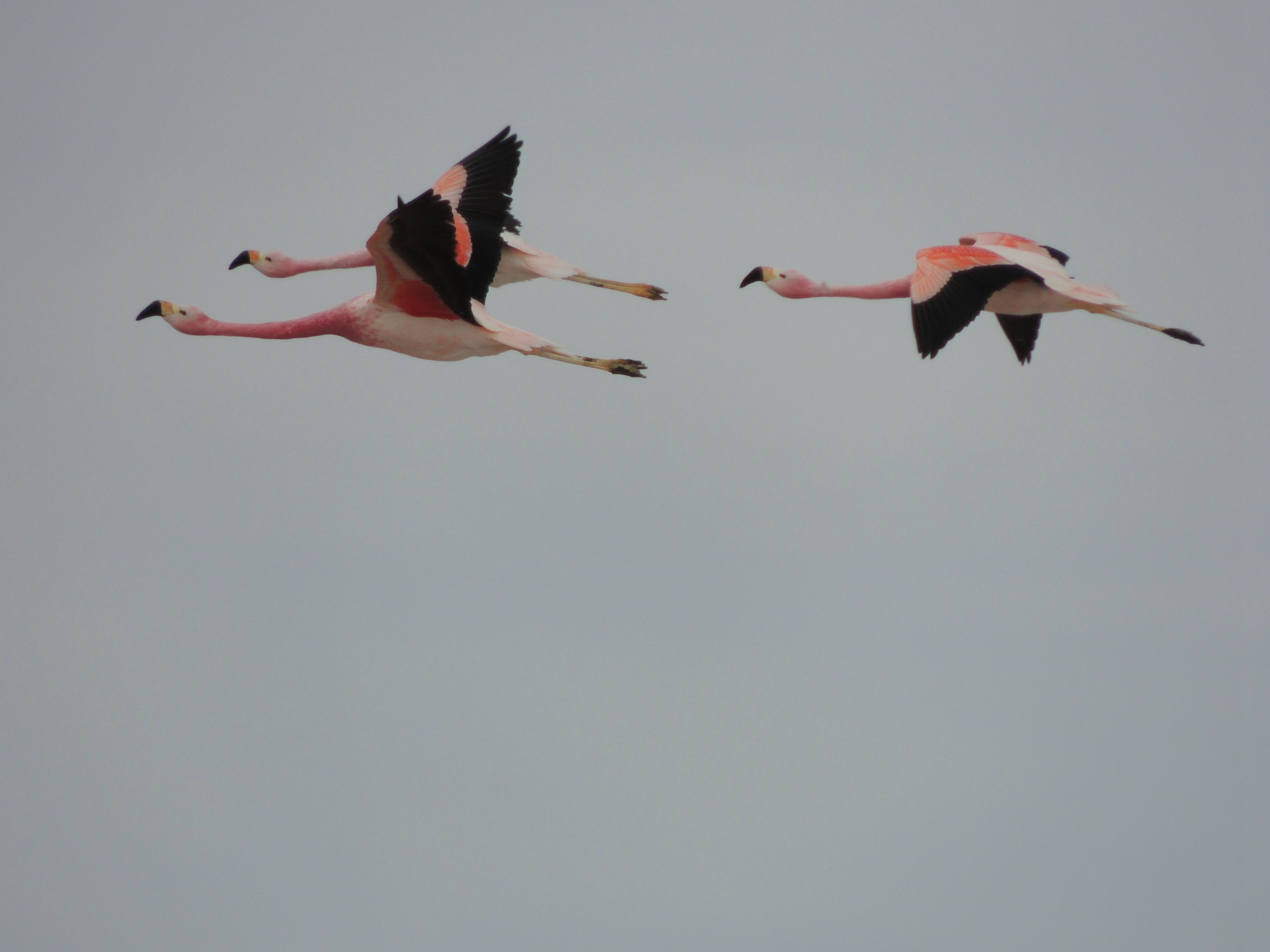 66 - Fenicotteri rosa in volo