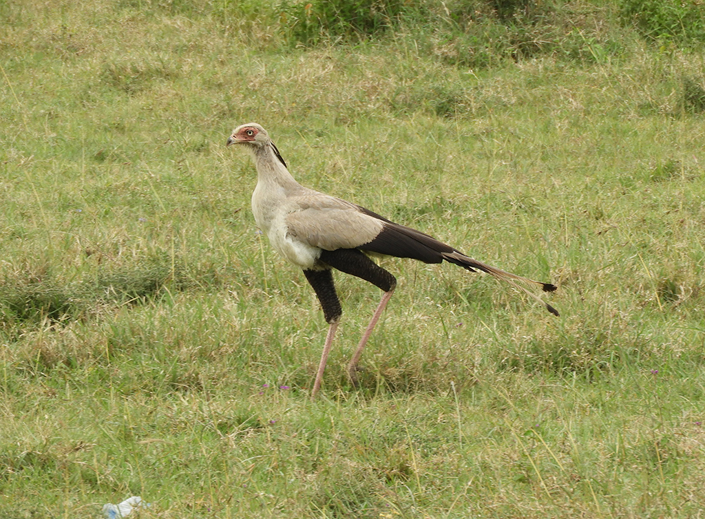 08 - Uccello serpentario nel Parco Nazionale del lago Nakuru - Kenya