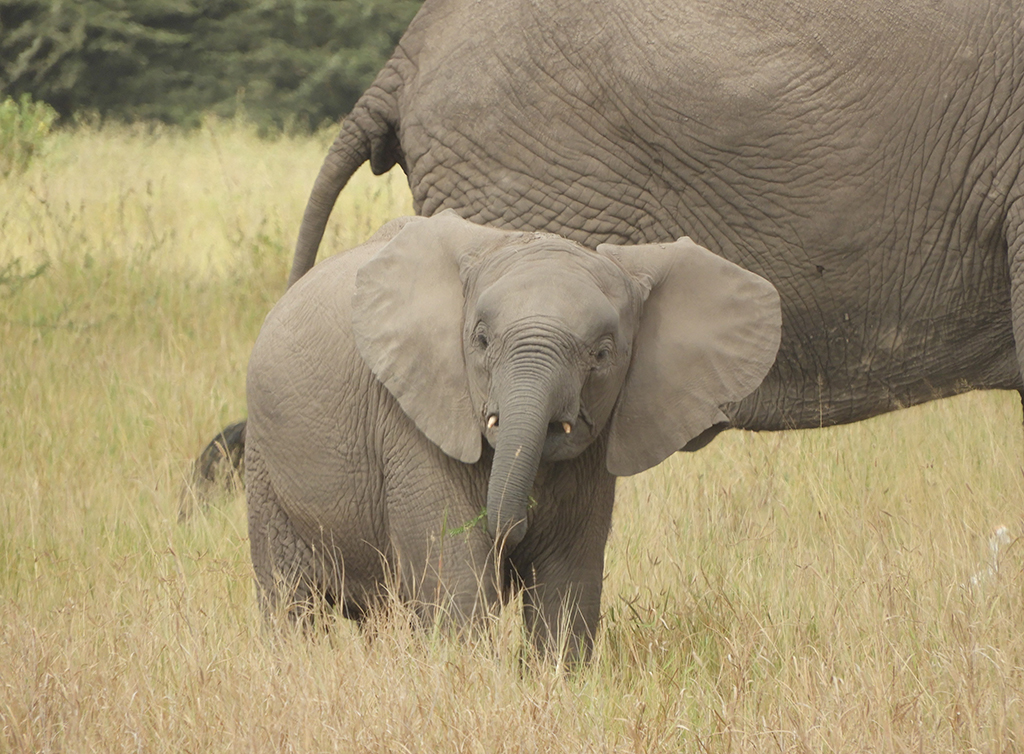 25 - Cucciolo di elefante nel Parco Nazionale Amboseli - Kenya