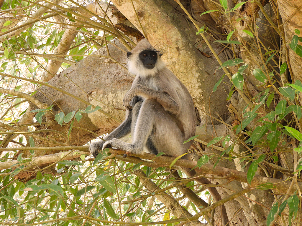 Scimmia Langur grigia - Sri Lanka