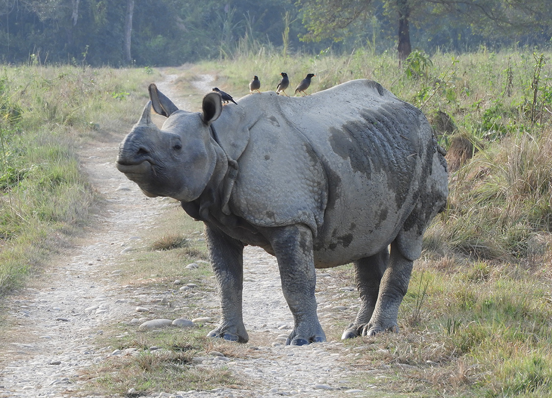   Rinoceronte nel Parco Nazionale di Chitwan - Nepal