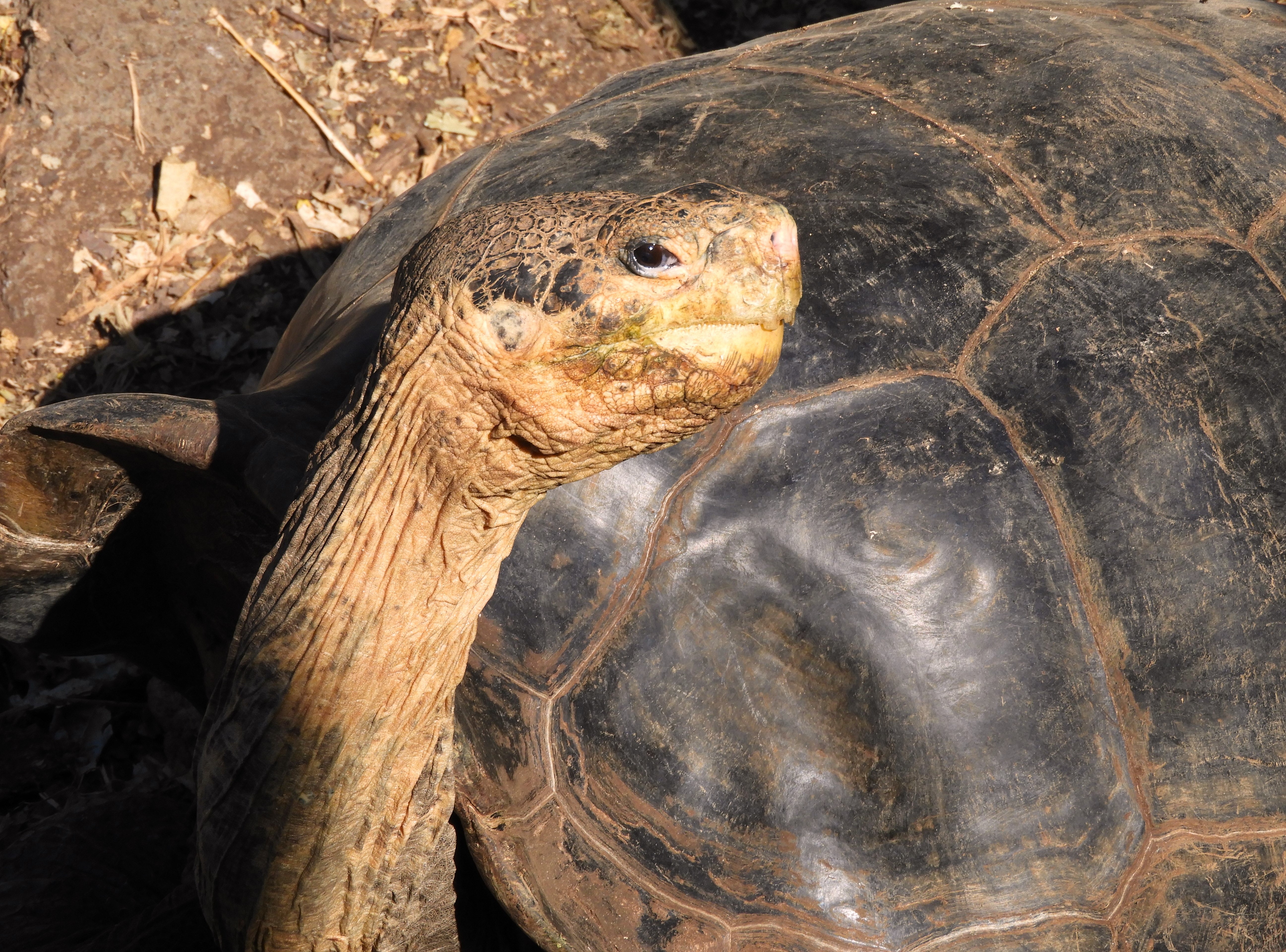 1300 - 030 - Tartaruga gigante con collo lungo delle Galapagos