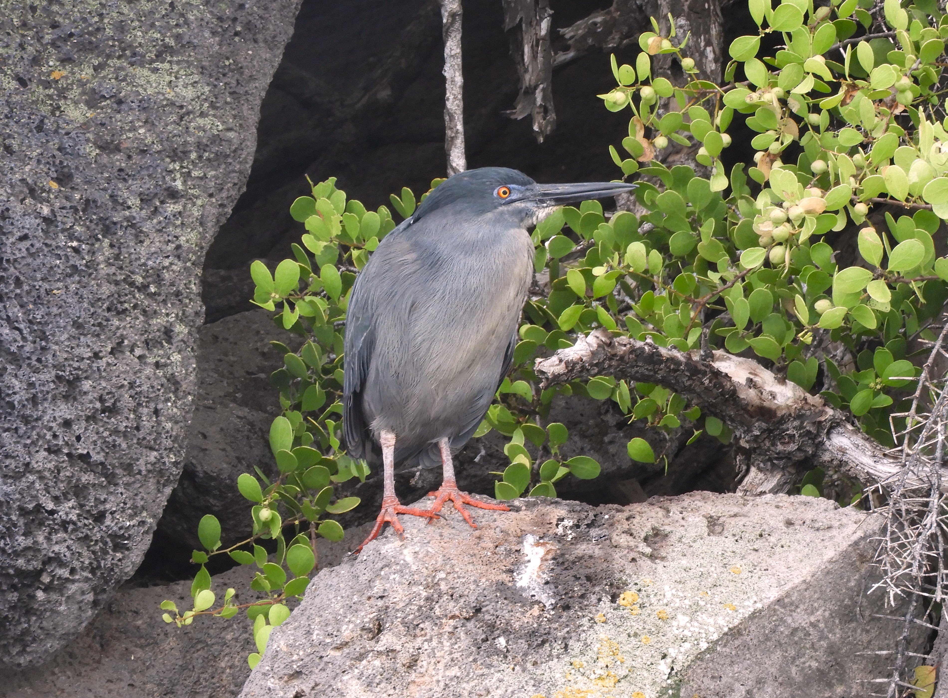 1316 - 046 - Airone di lava delle Galapagos