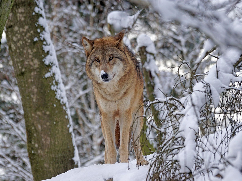 Lupo in Lapponia - Finlandia