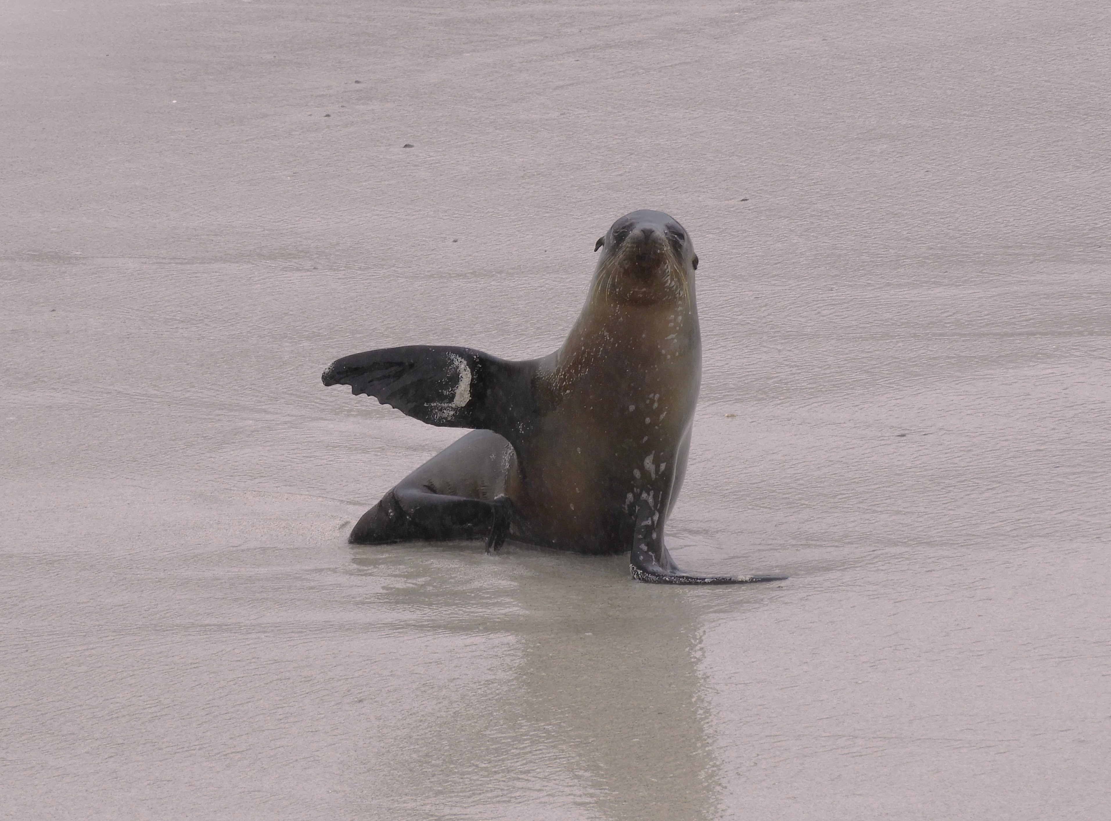 1317 - 047 - Cucciolo di leone marino delle Galapagos