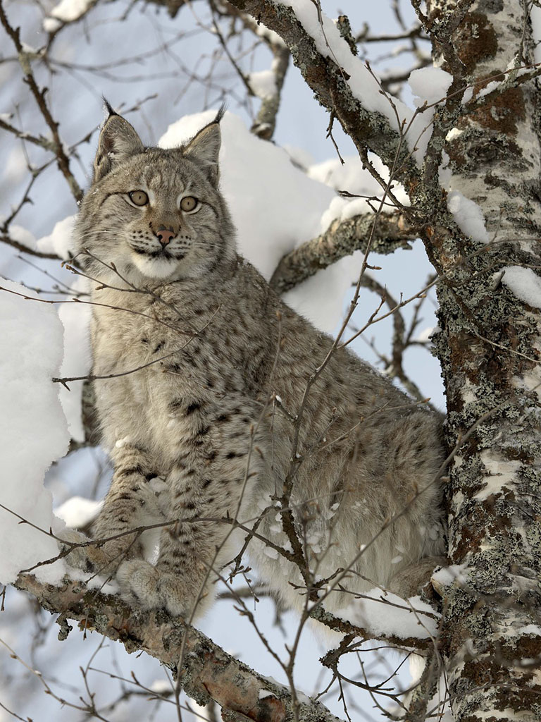 Lince in Lapponia - Finlandia