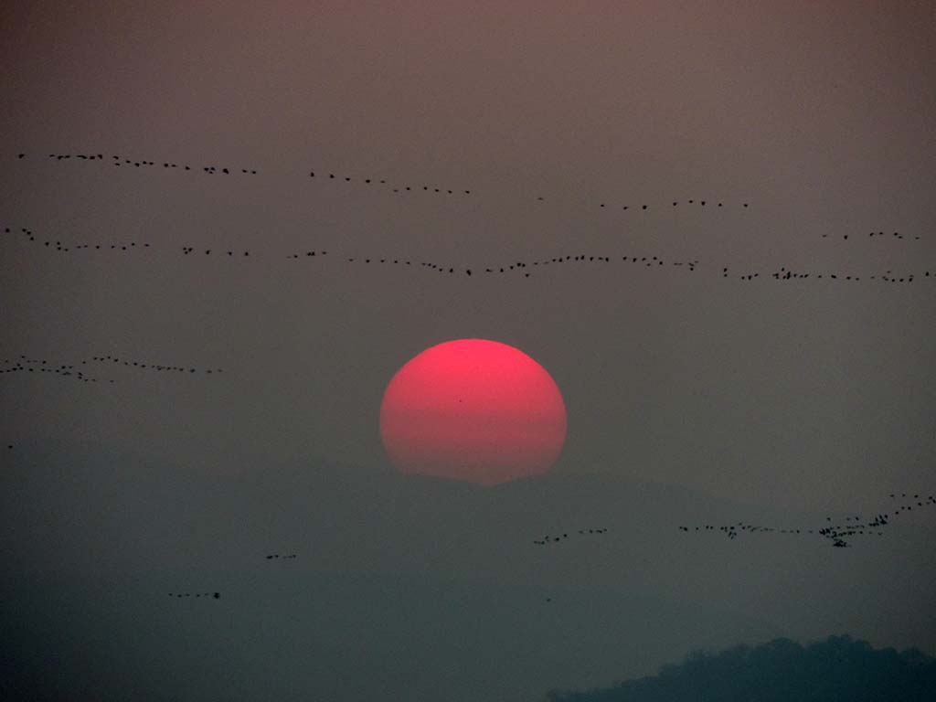 520 - Tramonto con stormi di uccelli nel Parco del PantanalÂ 