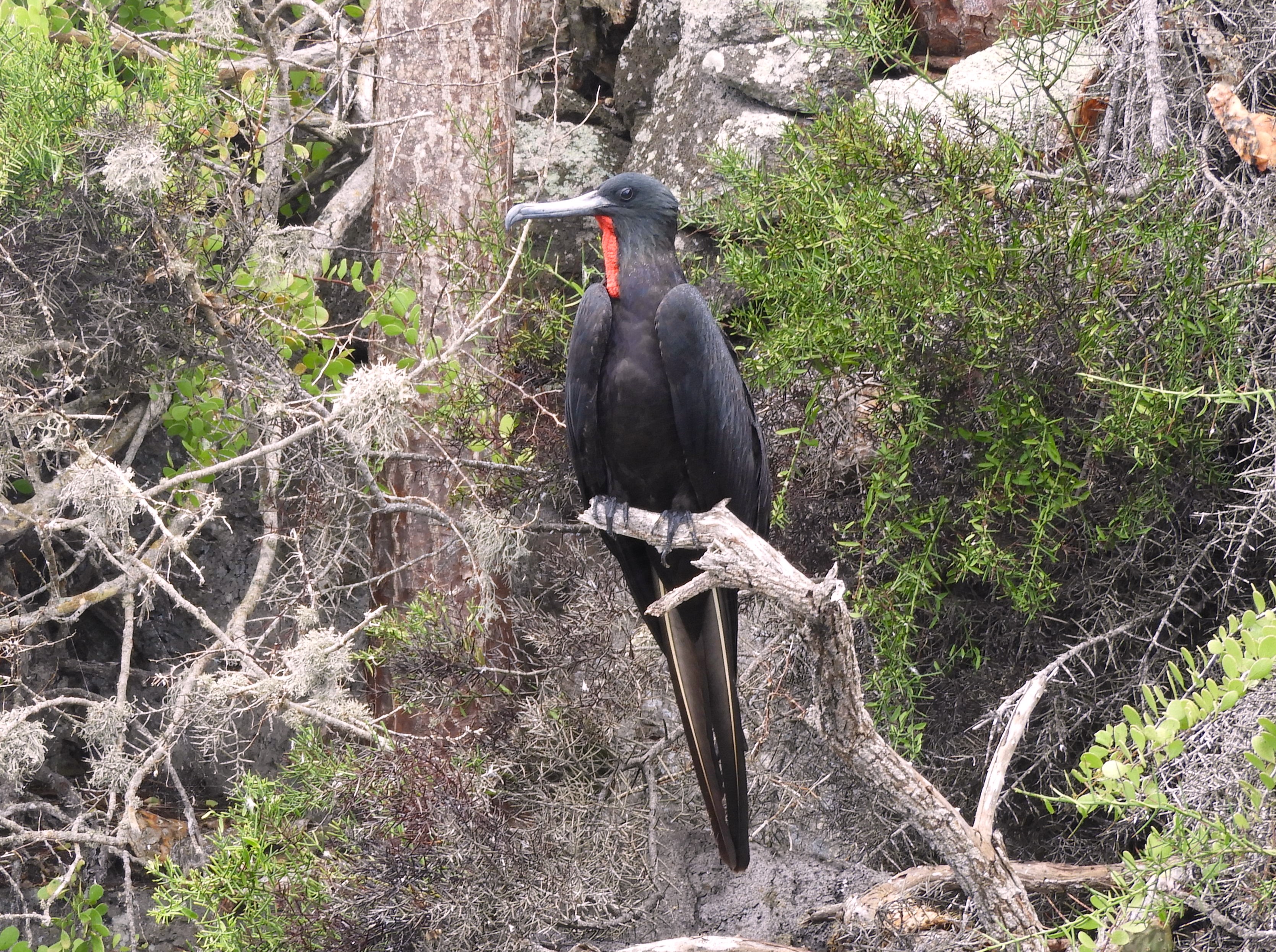 1313 - 043 - Maschio di fregata delle Galapagos