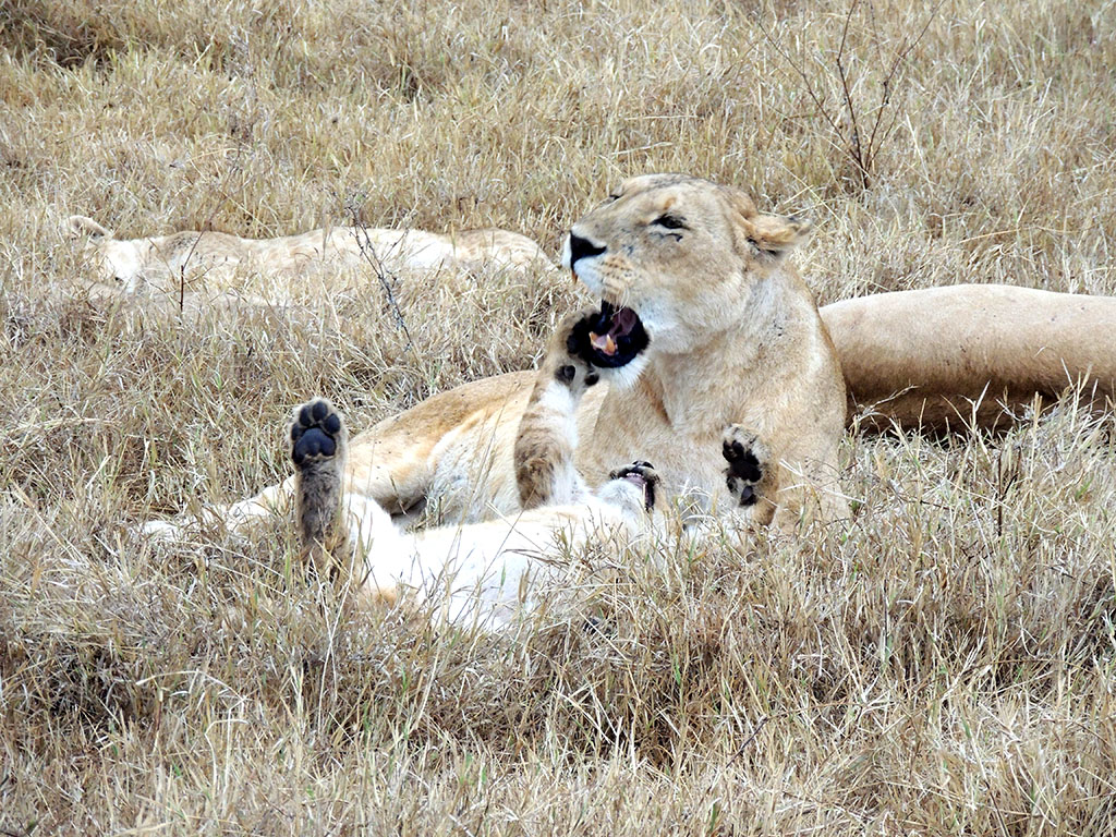 82 - Ngorongoro National Park