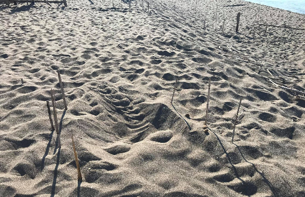 Sono già 14, dallo scorso 23 maggio, i nidi di tartaruga marina Caretta caretta nelle spiagge di Sicilia censiti dai volontari