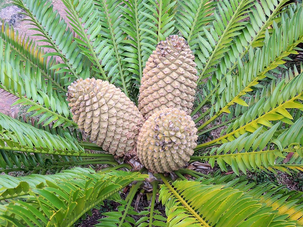 723 - Cuore di palma presso il giardino botanico Kirstenbosch a Citta del Capo