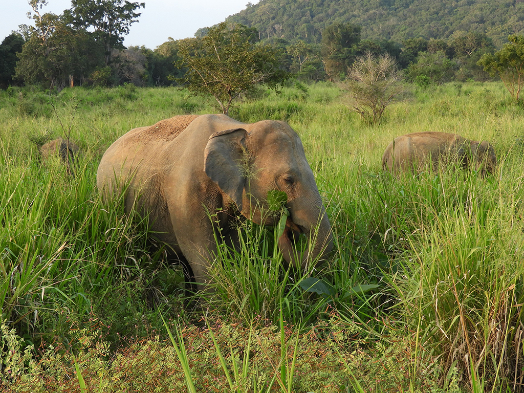 Elefanti nel Parco Nazionale di Minneriya a Jaffna - Sri Lanka