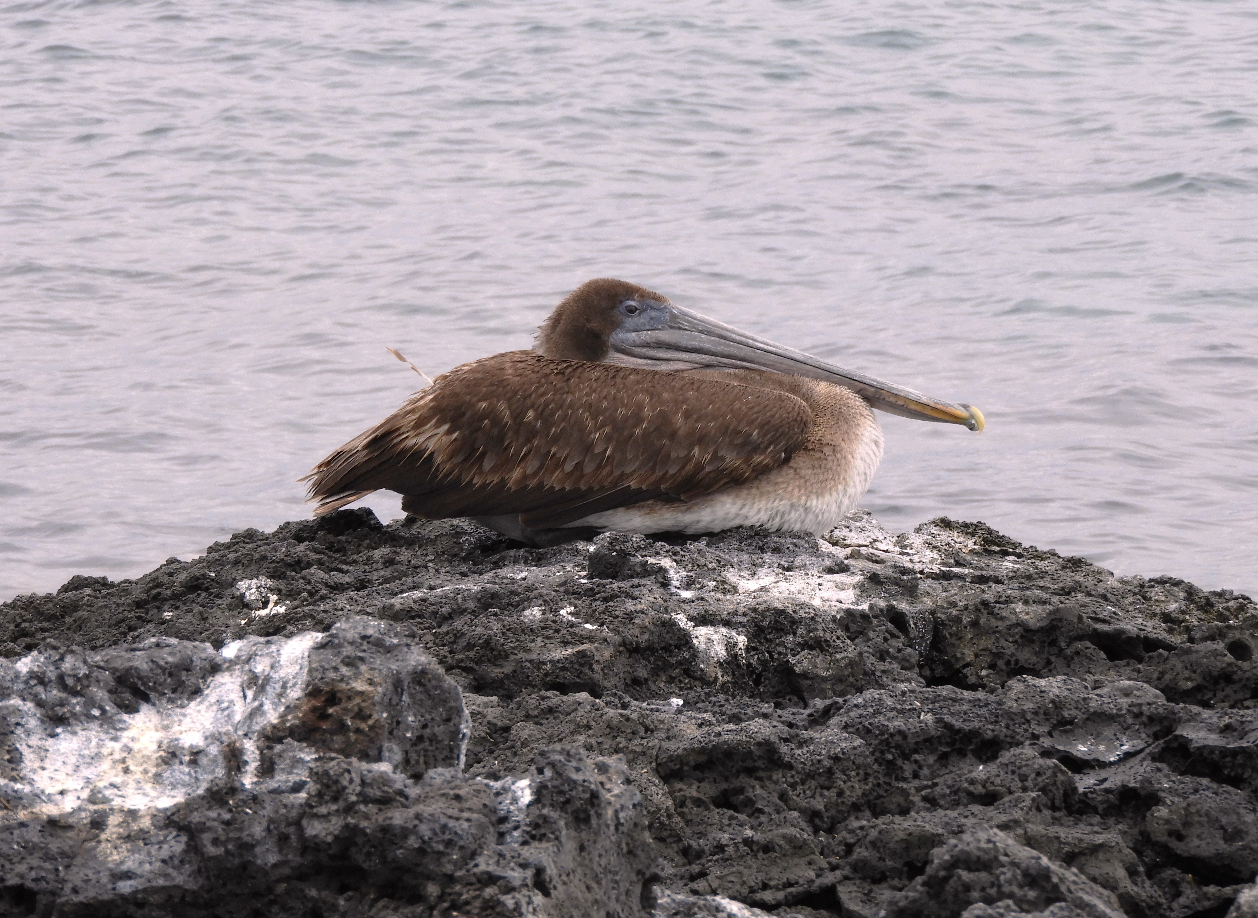 1304 - 034 - Pellicano delle Galapagos