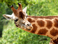 La scomparsa silenziosa delle giraffe, restano solo 117mila esemplari