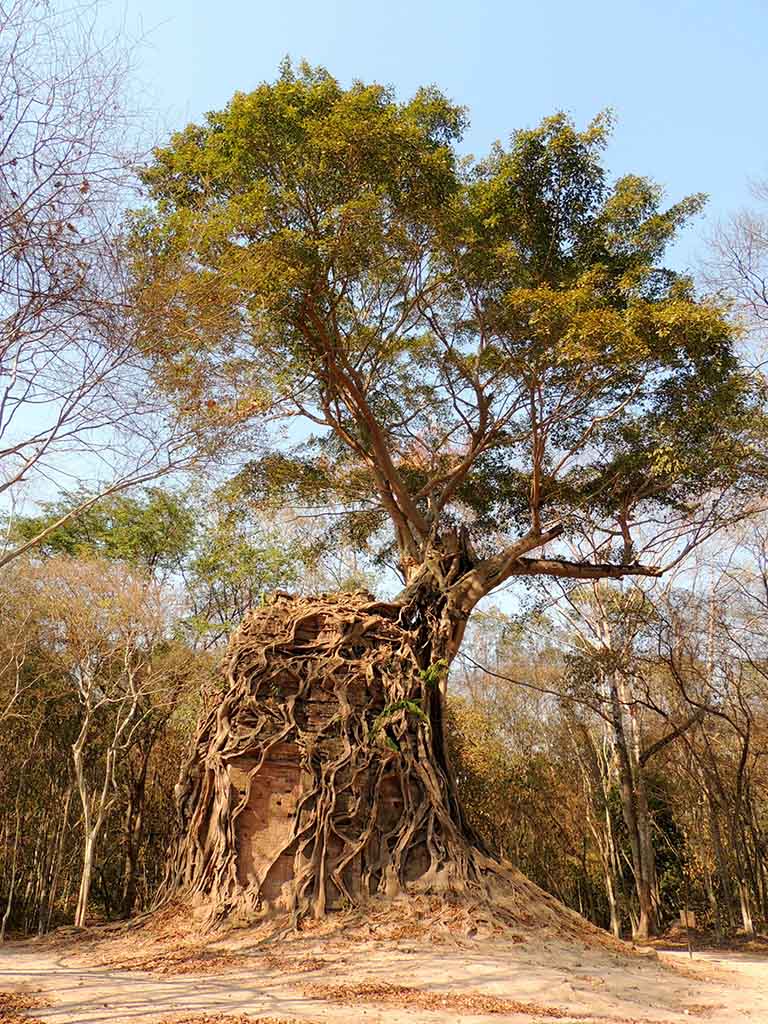 869 - Radici di albero nel complesso monasteriale di Sambor Prei Kuk