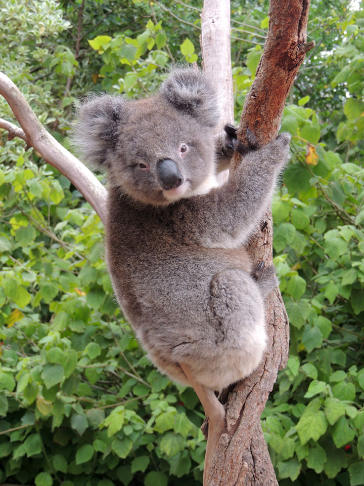 144 - Koala