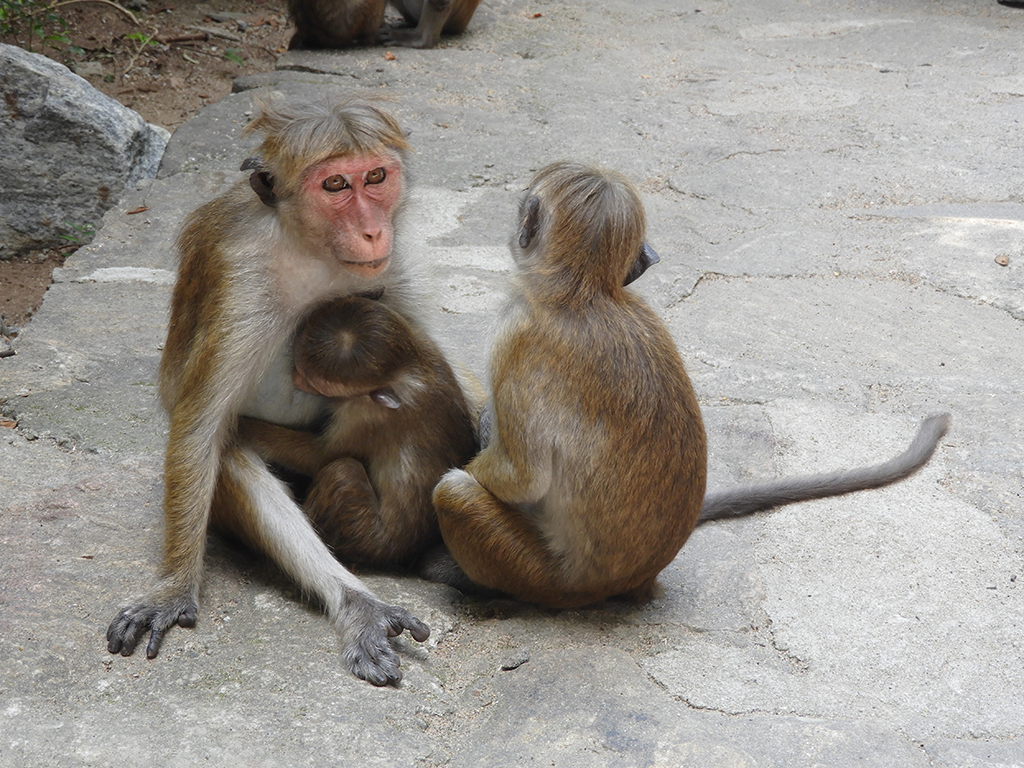 Famiglia di macachi dal berretto - Sri Lanka