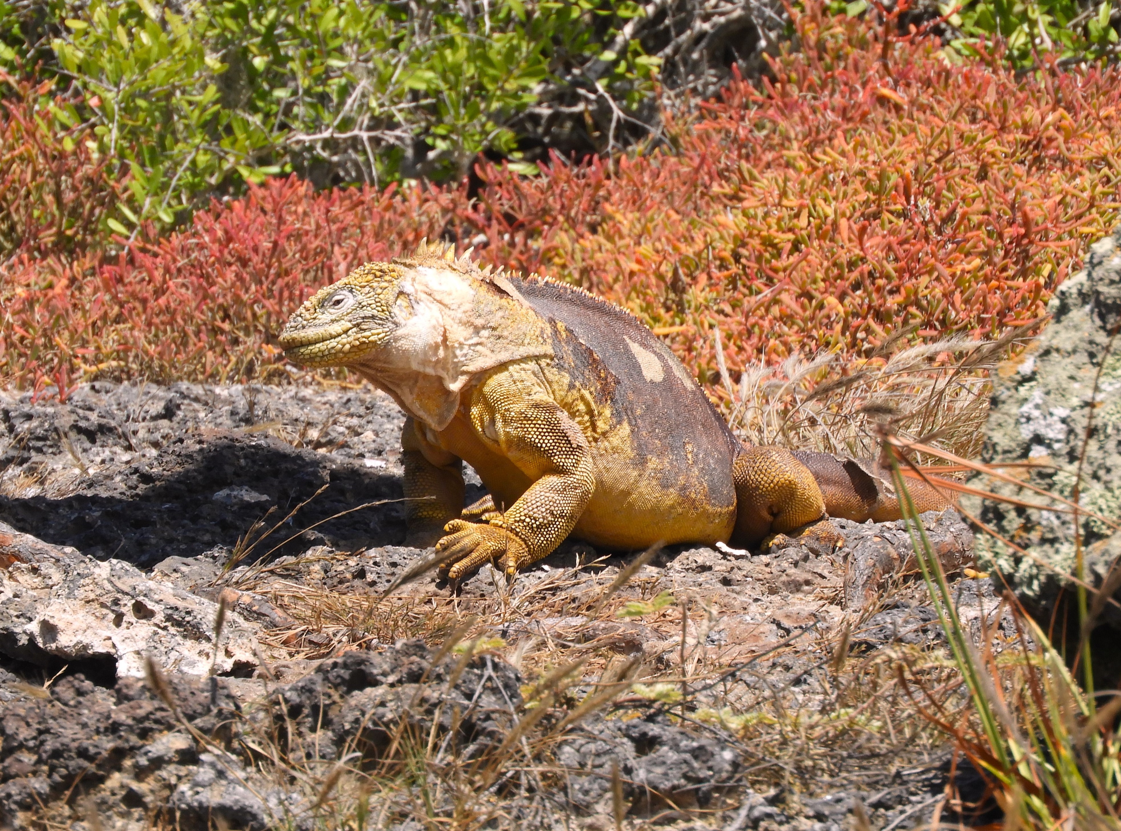 1309 - 039 - Iguana terrestre delle Galapagos