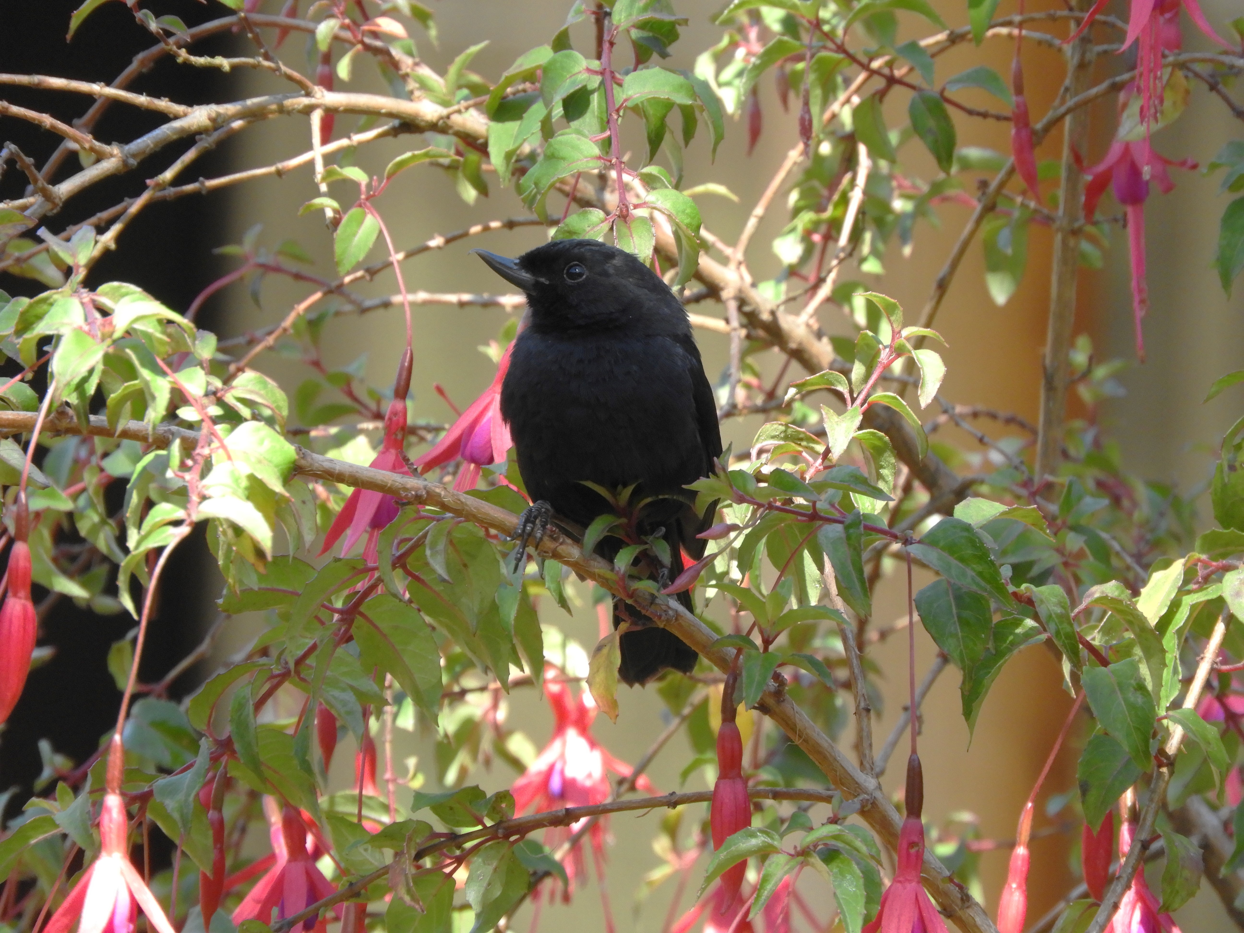 1274 - 006 - Uccello nero - Ecuador