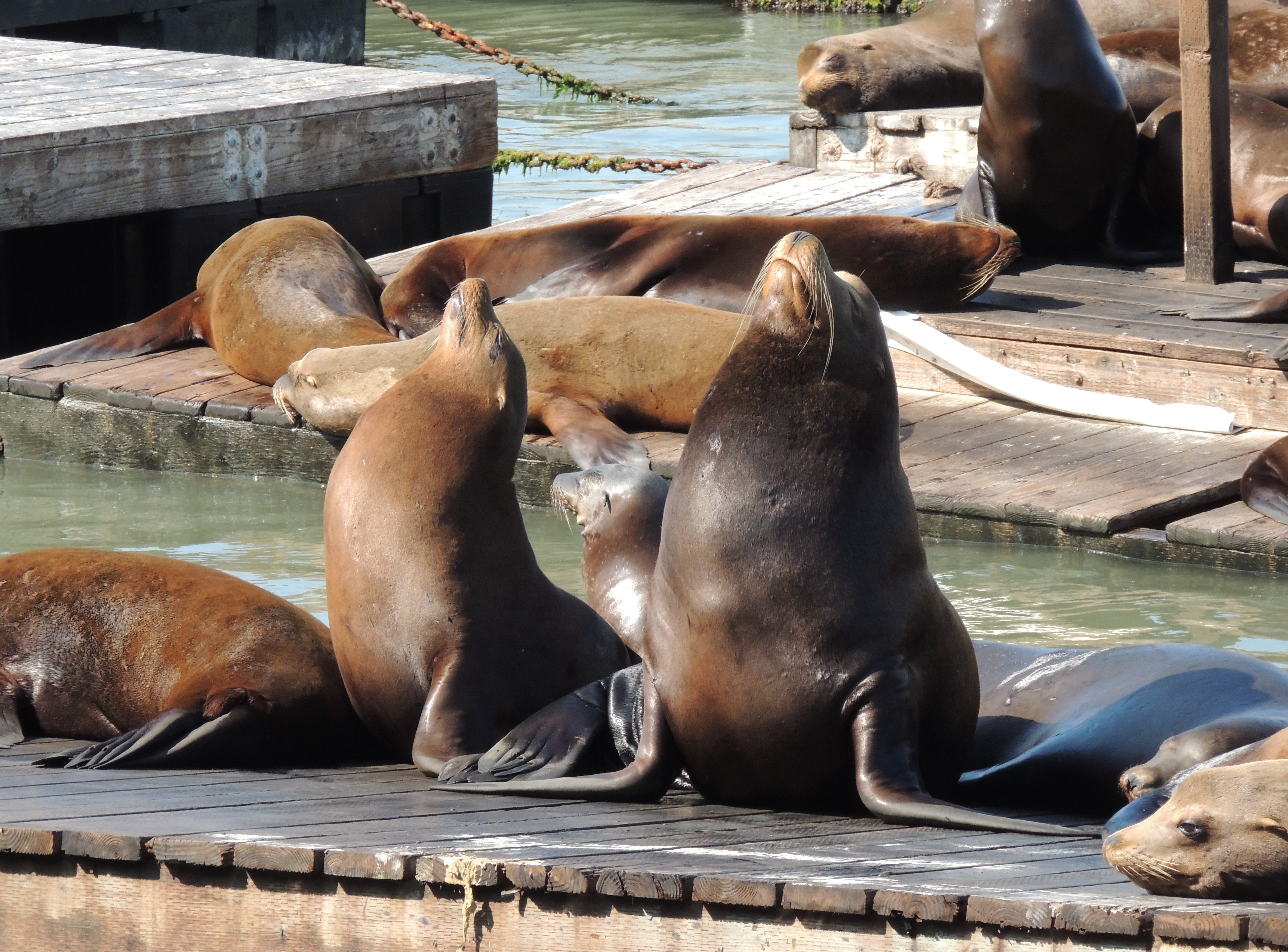 Foche a Pier 39 San Francisco - USA