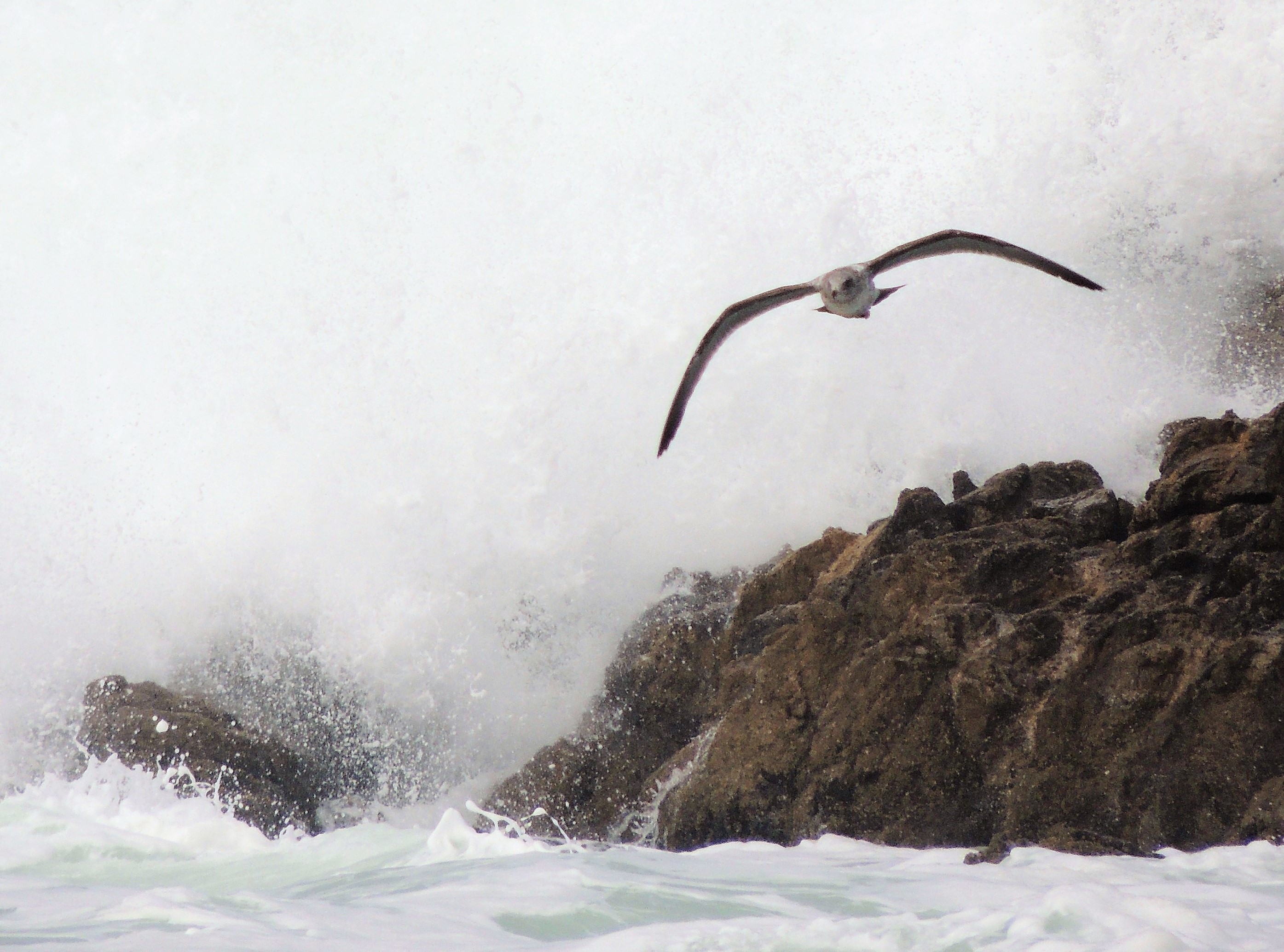 Costa californiana - USA