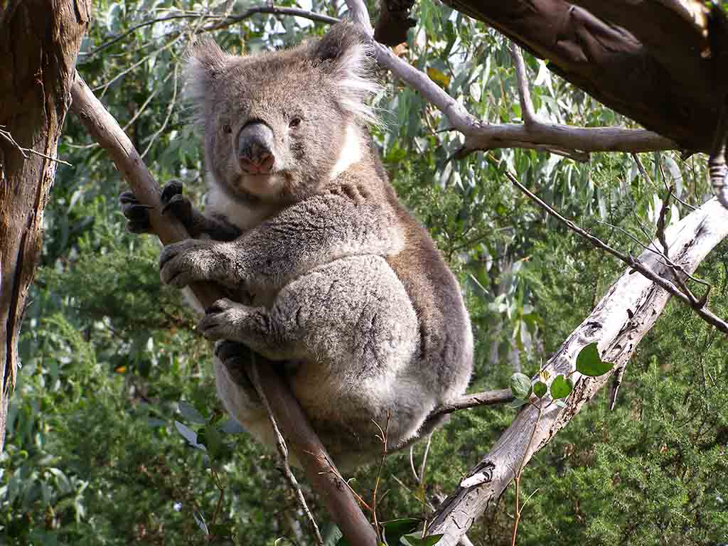 137 - Koala - Australia