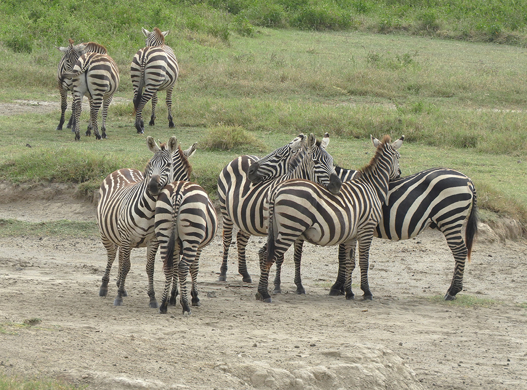 16 - Zebre in posizione di osservazione nel Parco Nazionale del lago Nakuru - Kenya