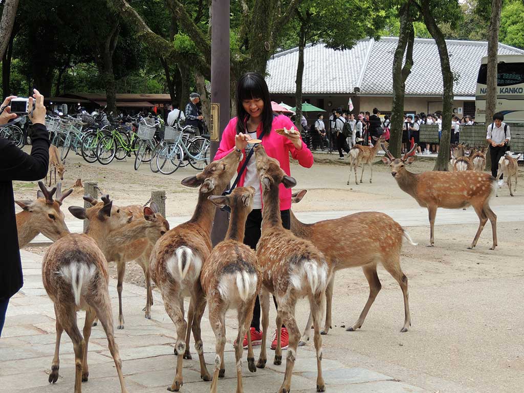 297 - Parco di Nara - Giappone