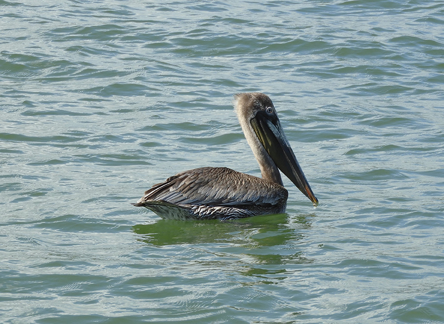 Cucciolo di pellicano - Guatemala