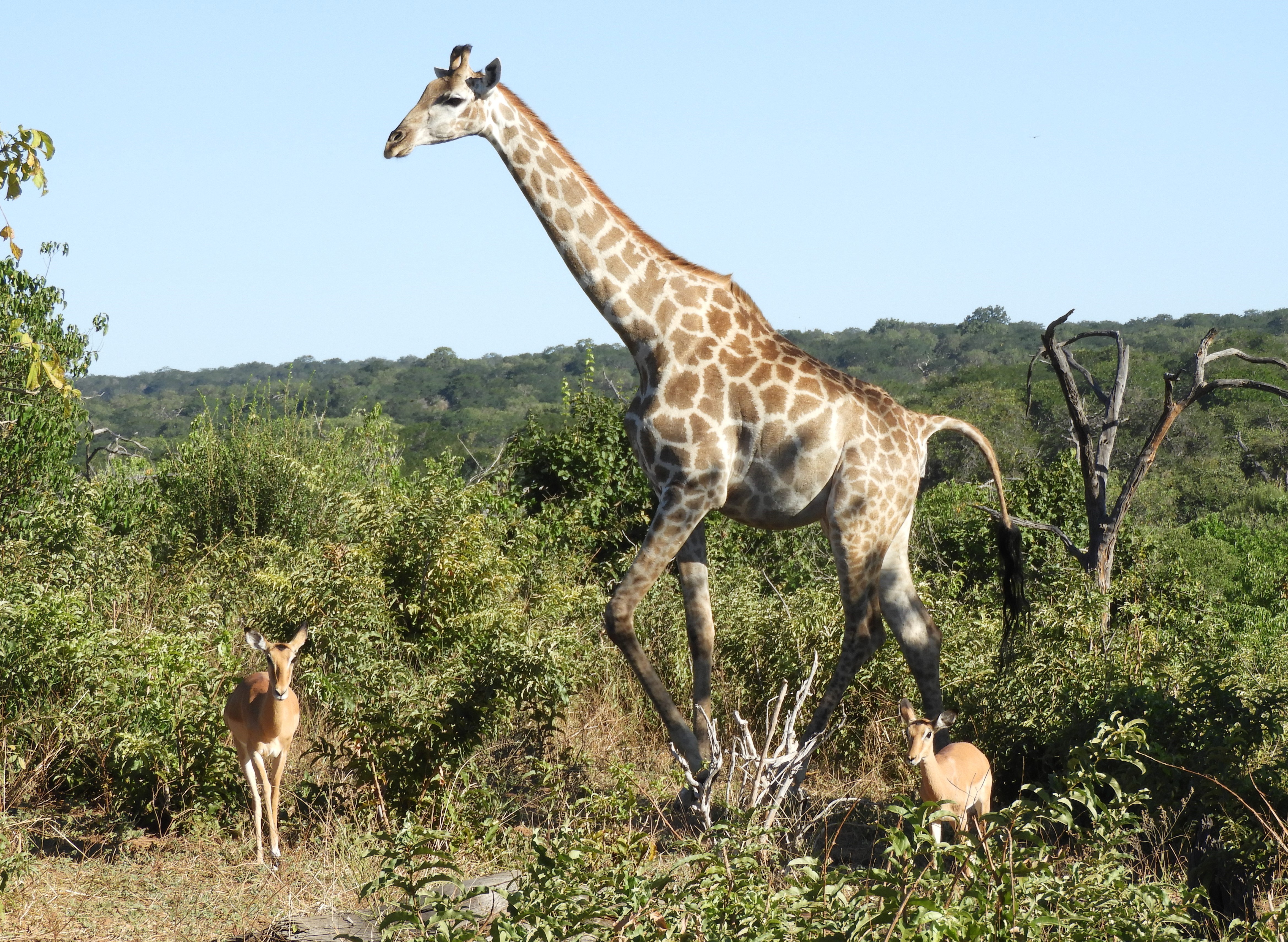 Giraffa nel Parco Nazionale del Chobe - Botswana