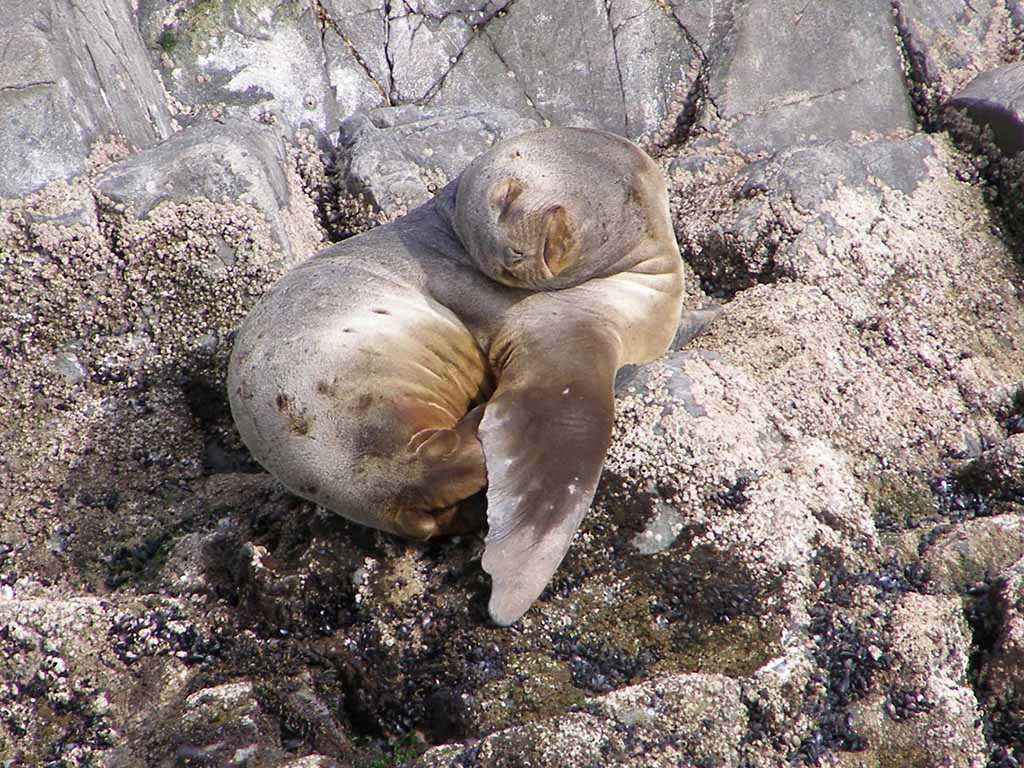 531 - Leone marino in Patagonia